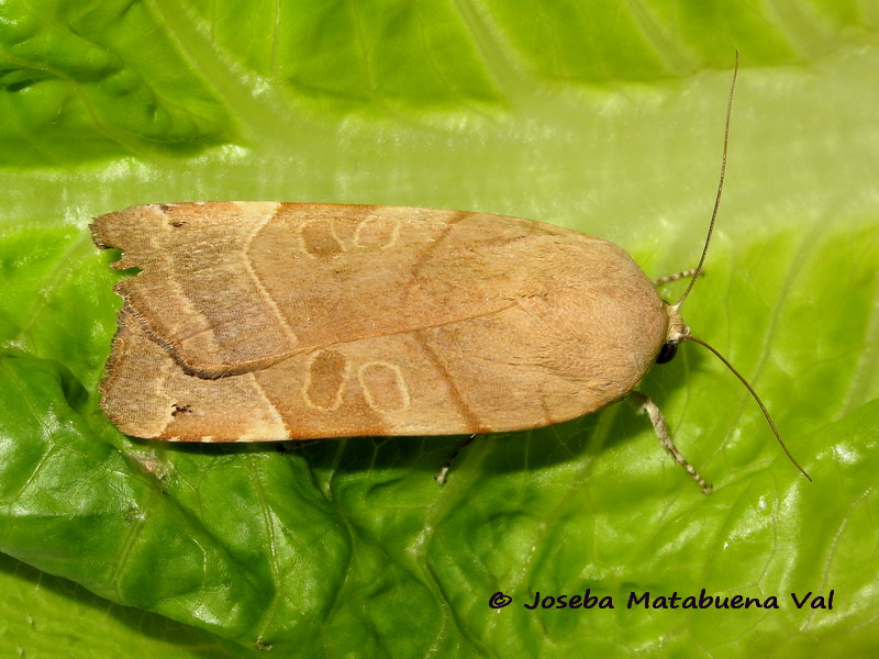 Noctua fimbriata - Noctuidae